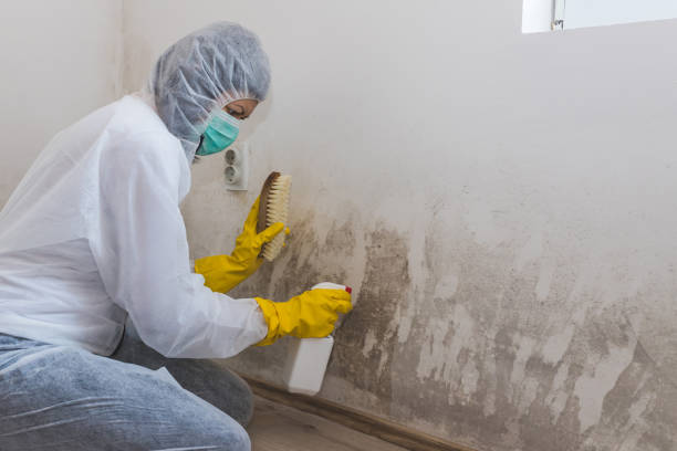 Home Mold Removal in Creighton, NE