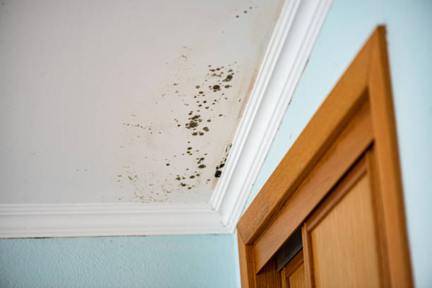 Best Professional Mold Removal  in Creighton, NE