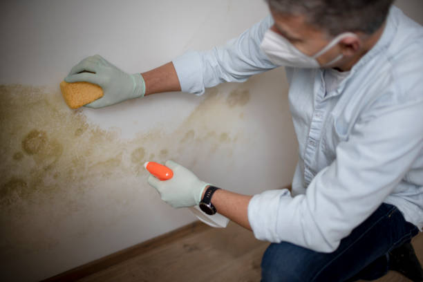 Best Mold Cleaning Services  in Creighton, NE