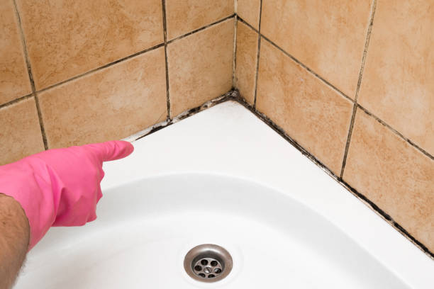 Best Black Mold Removal  in Creighton, NE